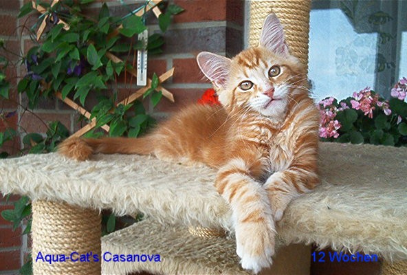 Casanova