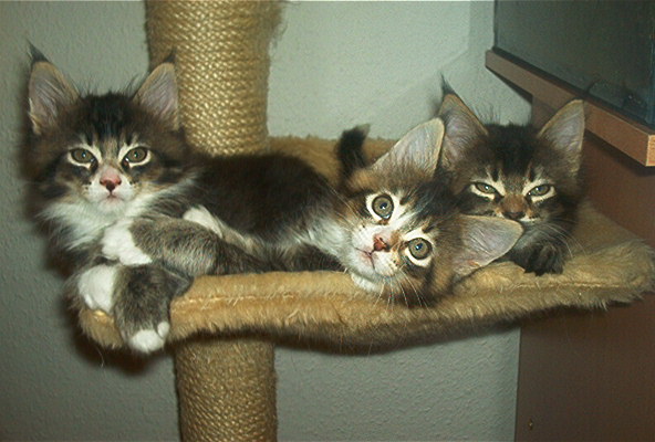 Banshee, Braveheart, Bijou