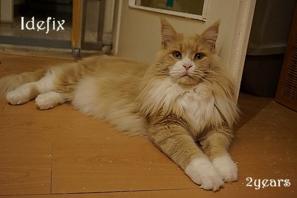 Bluetowncat's Idefix
