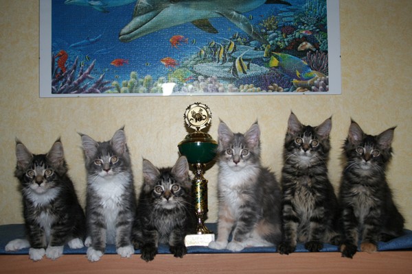 Merlin, Milky Way, Midnight Shadow, Misaki, Moonlight, Minusch