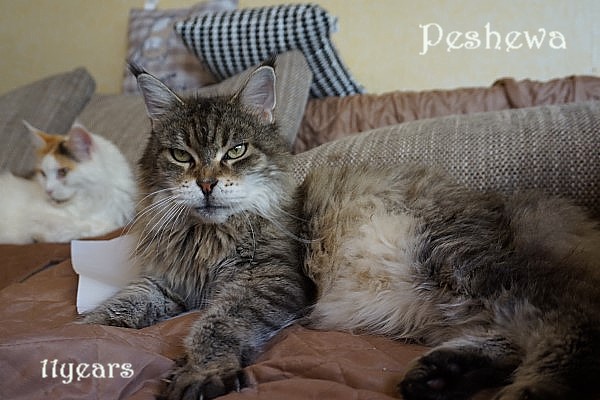 Aqua-Cat's Peshewa
