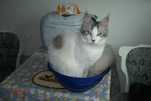 Beauty Cat's Orchidee hat im Alter von 4 Monaten BIS gewonnen!