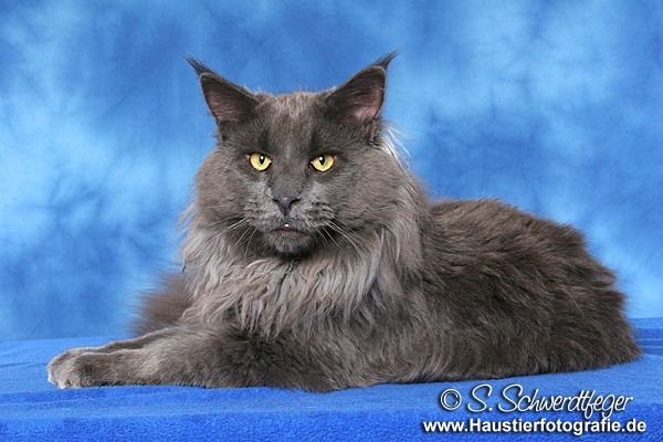 Xengis, ein sanfter Kater mit grimmiger Miene
