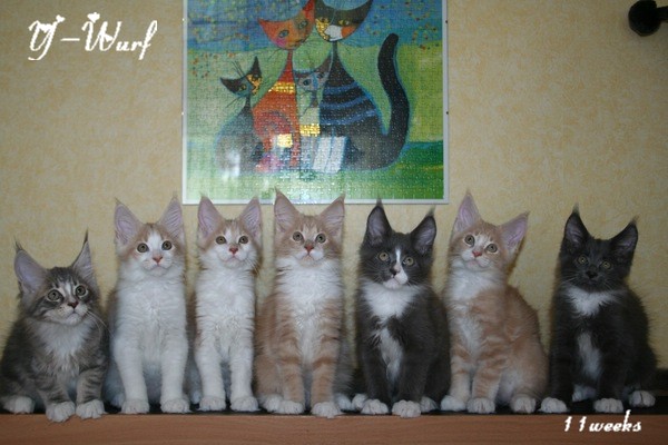 Yankee, Yoshiko, Yashira, Yuriko, Yago, Yoda, YuGiOh
